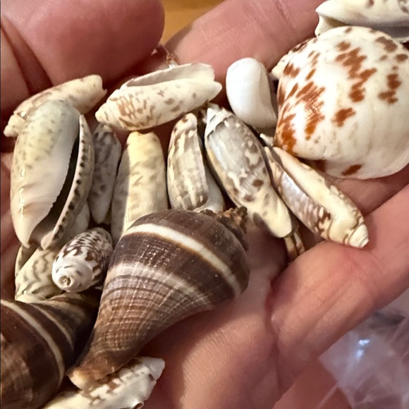 Assorted Seashell Collection - Picture 7 of 13